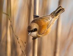 Attēlu rezultāti vaicājumam “Remiz pendulinus adult”