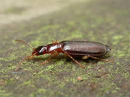 Attēlu rezultāti vaicājumam “Dromius quadrimaculatus”