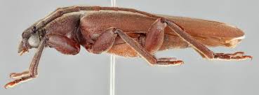 Attēlu rezultāti vaicājumam “Criocephalus rusticus”