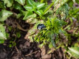Attēlu rezultāti vaicājumam “Tritomegas bicolor”