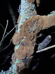 Attēlu rezultāti vaicājumam “Phellinus chrysoloma”