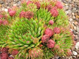 Attēlu rezultāti vaicājumam “Jovibarba globifera bud”