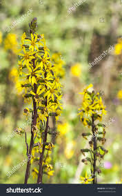 Attēlu rezultāti vaicājumam “Ligularia sibirica flower”