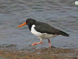 Attēlu rezultāti vaicājumam “Haematopus ostralegus”