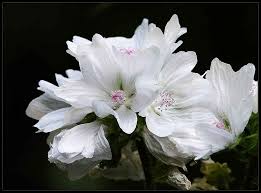 Attēlu rezultāti vaicājumam “Malva moschata alba flower”