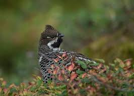 Attēlu rezultāti vaicājumam “Tetrastes bonasia juvenile”