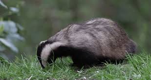 Attēlu rezultāti vaicājumam “Meles meles adult”