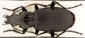 Attēlu rezultāti vaicājumam “Pterostichus niger”