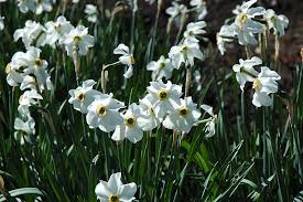 Attēlu rezultāti vaicājumam “Narcissus poeticus”