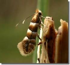Attēlu rezultāti vaicājumam “Phyllonorycter nicellii”
