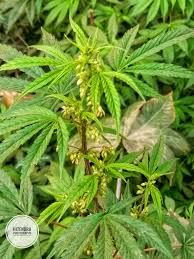 Attēlu rezultāti vaicājumam “Cannabaceae”