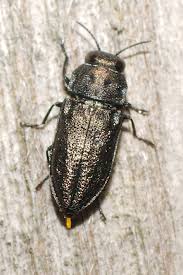 Attēlu rezultāti vaicājumam “Anthaxia quadripunctata”