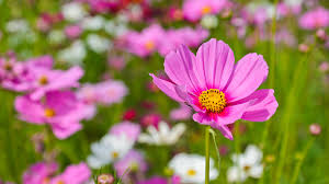 Image result for Schmuckkörbchen