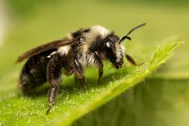 Attēlu rezultāti vaicājumam “Andrena”