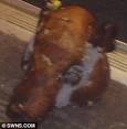 Two men and a woman arrested after severed pig's HEAD left at