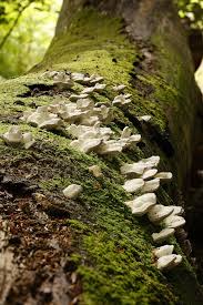 Attēlu rezultāti vaicājumam “Trichia crateriformis stalked”