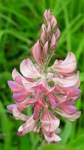 Attēlu rezultāti vaicājumam “Onobrychis arenaria leaf”