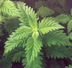 Attēlu rezultāti vaicājumam “Lycopus europaeus”