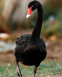 Attēlu rezultāti vaicājumam “Cygnus atratus”