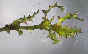 Attēlu rezultāti vaicājumam “Najas major leaf”