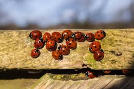 Attēlu rezultāti vaicājumam “Chlorochroa juniperina”