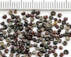 Attēlu rezultāti vaicājumam “Malva moschata bud”