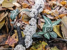 Attēlu rezultāti vaicājumam “Plicaturopsis crispa”