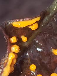 Attēlu rezultāti vaicājumam “Craterium minutum macro”