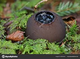 Attēlu rezultāti vaicājumam “Sarcosoma globosum”