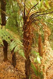 Attēlu rezultāti vaicājumam “Weissia squarrosa”