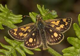 Attēlu rezultāti vaicājumam “Carterocephalus palaemon underside”