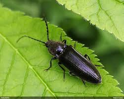 Attēlu rezultāti vaicājumam “Hemicrepidius sp.”