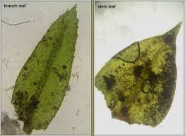 Attēlu rezultāti vaicājumam “Thamnobryum alopecurum”