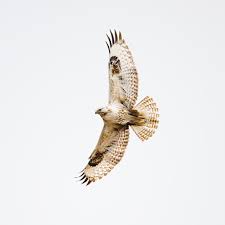 Attēlu rezultāti vaicājumam “Buteo lagopus”