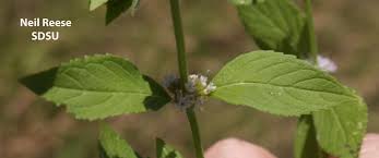 Attēlu rezultāti vaicājumam “Mentha arvensis leaf”