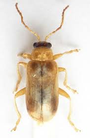 Attēlu rezultāti vaicājumam “Phyllobrotica quadrimaculata”