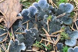 Attēlu rezultāti vaicājumam “Peltigera canina”