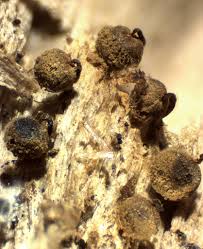 Attēlu rezultāti vaicājumam “Cribraria aurantiaca var. persoonii macro”