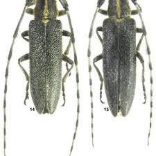 Attēlu rezultāti vaicājumam “Rhamnusium bicolor”