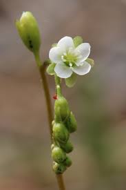 Attēlu rezultāti vaicājumam “Drosera rotundifolia flower”