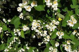 Attēlu rezultāti vaicājumam “Philadelphus lemoinei flower”
