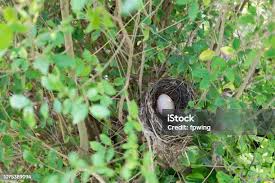 Attēlu rezultāti vaicājumam “Buteo buteo nest”