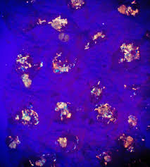 Attēlu rezultāti vaicājumam “Lycogala sphaeroconicum sessile”