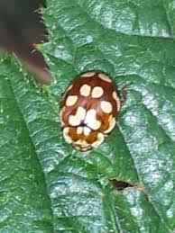 Attēlu rezultāti vaicājumam “Myrrha octodecimguttata”