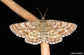 Attēlu rezultāti vaicājumam “Ematurga atomaria”