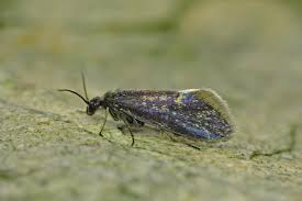 Attēlu rezultāti vaicājumam “Eriocraniidae”