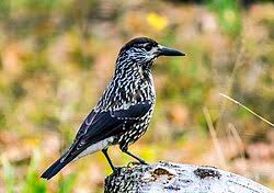 Image result for Nucifraga caryocatactes