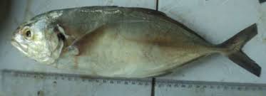 Image result for Caranx latus