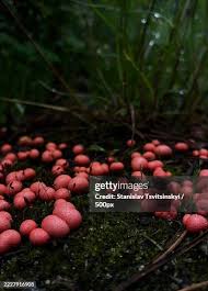 Attēlu rezultāti vaicājumam “Lycogala irregulare”