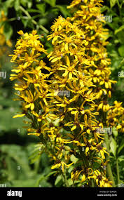 Attēlu rezultāti vaicājumam “Ligularia sibirica leaf”